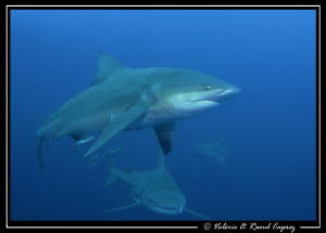 Lunch time in Protea Banks. Ten Bull shark were turning a... by Raoul Caprez 